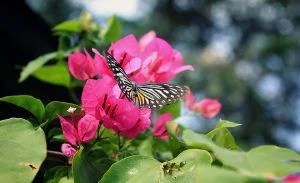 Chiropractic Austin TX Monarch Butterfly