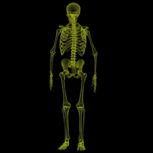 Chiropractic Austin TX Skeleton
