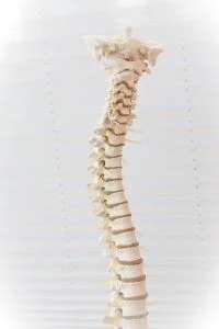 Chiropractic Austin TX Spine Model