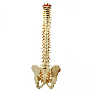 Chiropractic Austin TX Spine